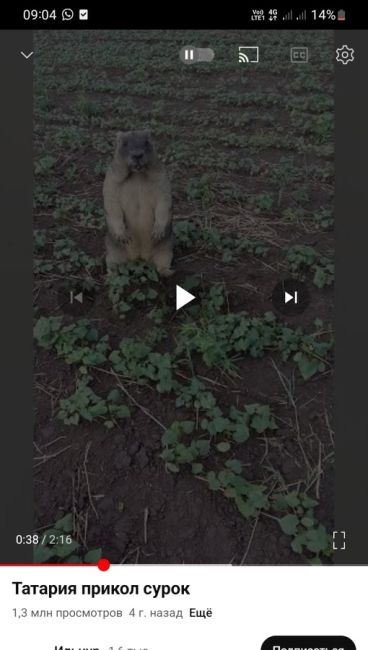 🐿 Встреча с сурком-байбаком в окрестностях Зернограда  ⚠ВНИМАНИЕ! [https://vk.com/video/@etorostovnadonu|Видео могут..