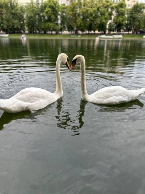 🦢Белые лебеди на Патриарших прудах.  фото: Aleksei..