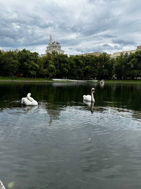 🦢Белые лебеди на Патриарших прудах.  фото: Aleksei..