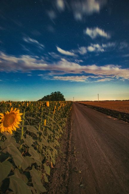 🌻 Подсолнухи под светом Луны. Окрестности Азова  Фото: Артём..