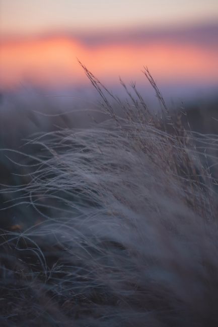 🌾 Рассвет в хуторе Шаминка, Ростовская область  Фотограф: Артём..