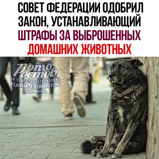 🐕 Совет Федерации одобрил закон, устанавливающий штрафы за выброшенных домашних животных.  — Согласно..