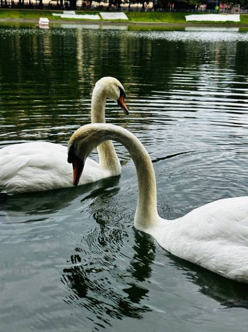 🦢Белые лебеди на Патриарших прудах.  фото: Aleksei..