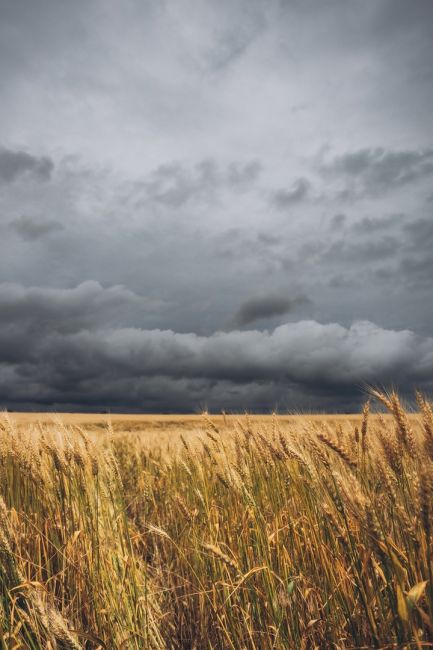 🌾 Золотистые поля Ростовской области перед грозой 🌩  Фото: Артём..