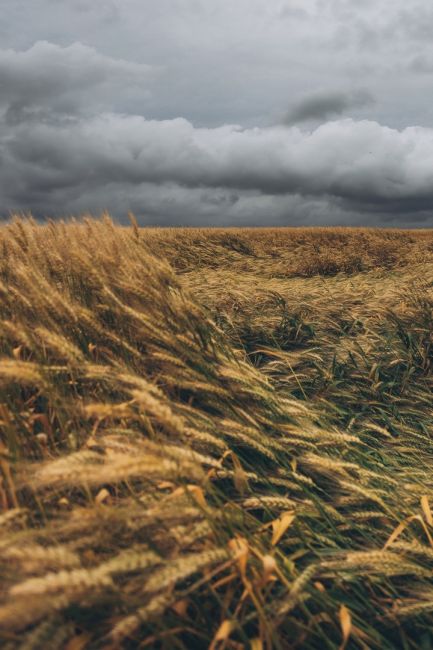 🌾 Золотистые поля Ростовской области перед грозой 🌩  Фото: Артём..