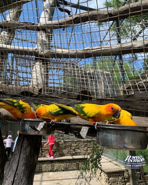 🦜 Между городами Красный Сулин и Шахты, на берегу реки Аюты расположен Южный парк птиц "Малинки". Парк был..