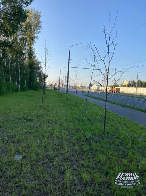 🌳«"Озеленение" вдоль моста Малиновского прошло успешно. Высохшие деревья, выгоревшая трава, где-то деревья..