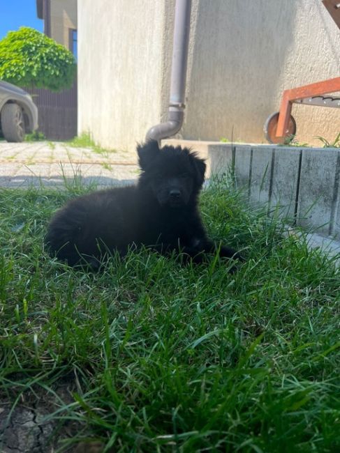 🐕 Совет Федерации одобрил закон, устанавливающий штрафы за выброшенных домашних животных.  — Согласно..