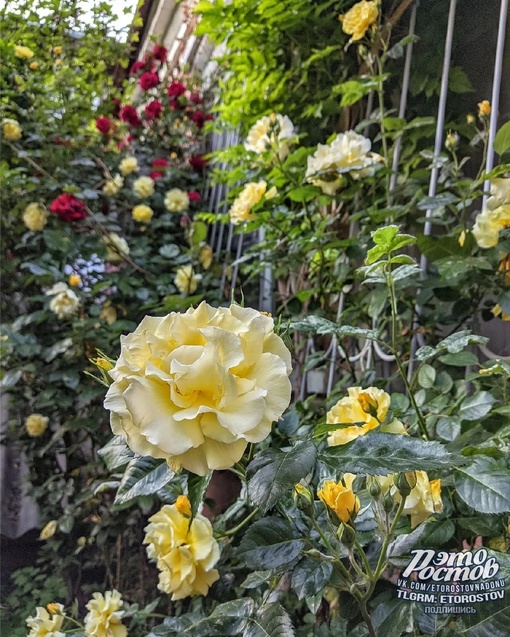 Розы Богатяновки 🌹🌺 Восхитительная..