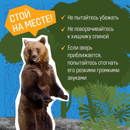 🐻 До недавнего времени в Татарстане своих медведей не было – если и забредали, то из соседних Кировской..