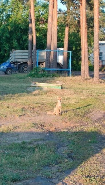 🗣️ Рыжая решила прогуляться по детской площадке в..