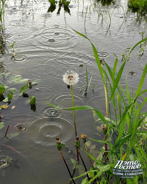 ☔ Дождливая весна выдалась в этом..