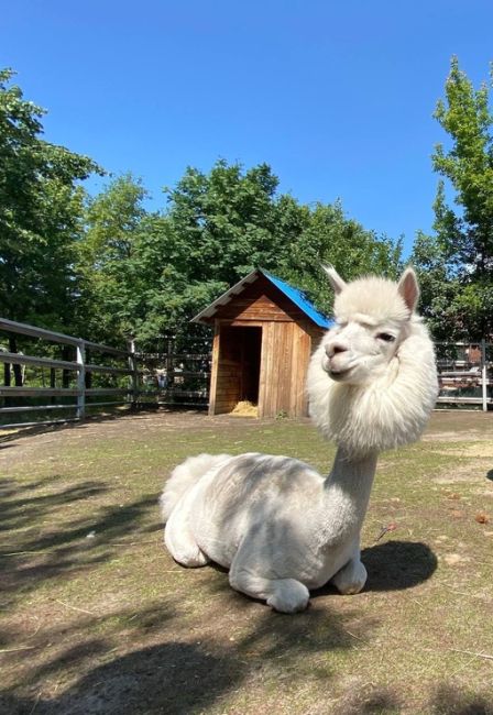 Милоты в ленту. Альпак, живущий в Челябинском зоопарке 
Фото: Челябинский..