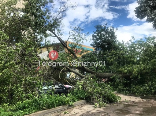 🗣️ На ул Панина, 19 дерево и столб рухнули на припвркованный автомобиль. И Даже соседний дом задело..