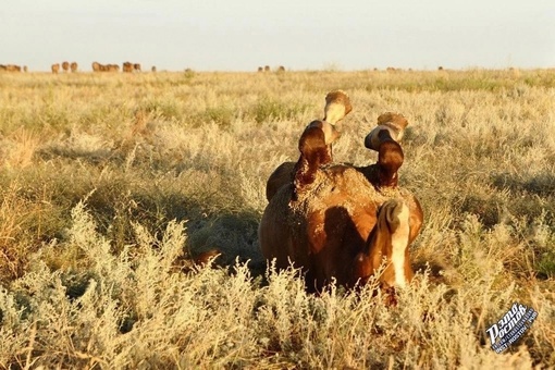 🐎 Донские мустанги в Ростовском..