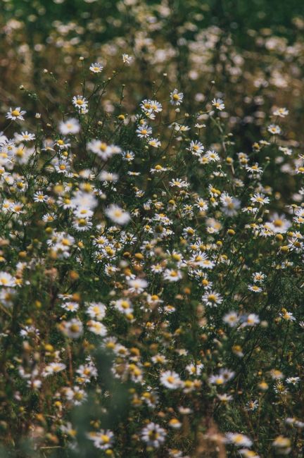 Островок диких ромашек в луговой степи 🌼  Фото: Артём..