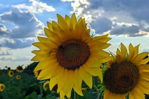 🌻Сезон цветения подсолнухов в самом разгаре 🌼  Фото: Елена..