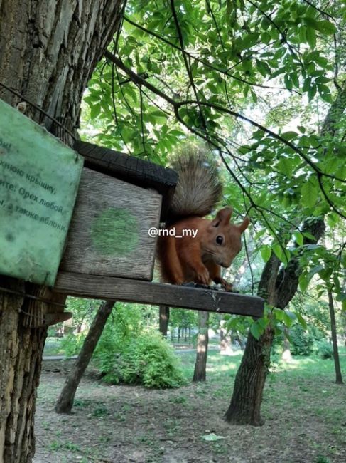 Милая фотосессия от нашего читателя ростовских белочек..