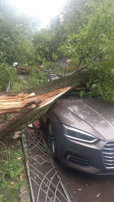 Неутешительный итог непогоды в Москве: упавшими деревьями повреждено 55 машин  И деревья продолжают падать...