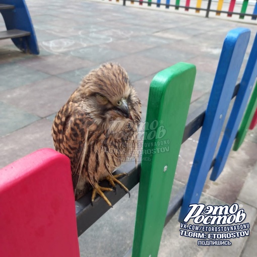 🦅Нашли птицу. Подскажите, куда можно обратиться, чтобы ей оказали помощь?», - интересуется подписчица..