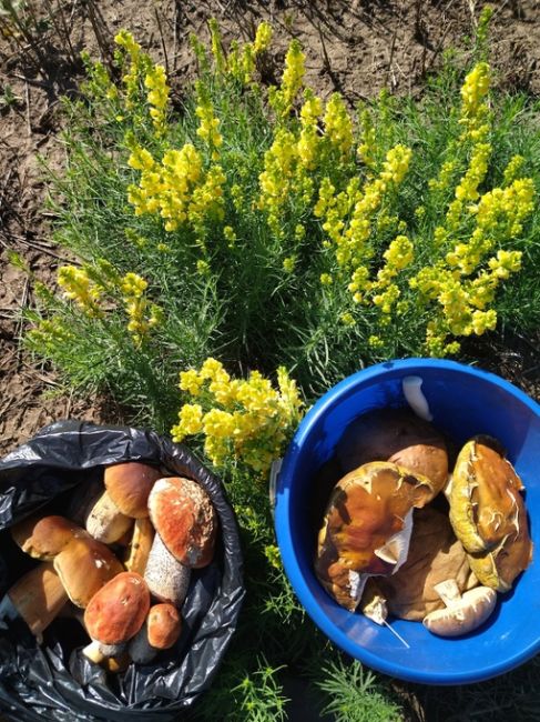 Много в этом году грибов в Челябинской области?  Фото: Богдан..