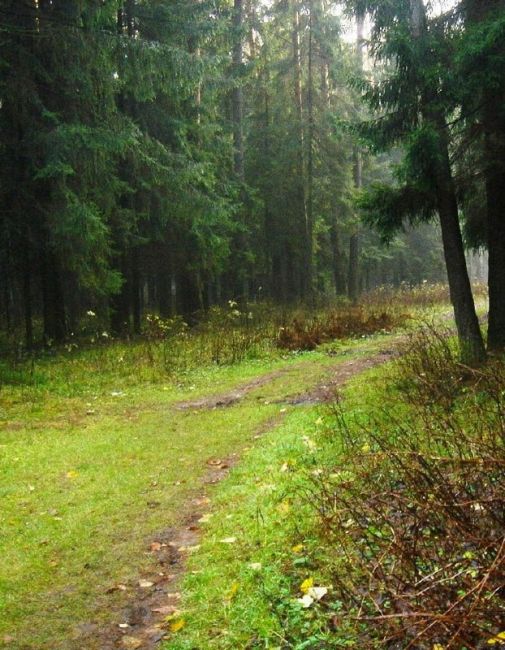 🧺 Начался сезон грибной охоты. Подборка мест, куда можно отправиться: 
📍ст. Белые Столбы 
В 2-3 км от станции..