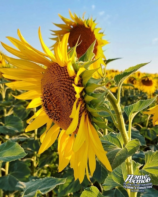 🌻Символы Донского..