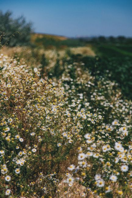 Островок диких ромашек в луговой степи 🌼  Фото: Артём..