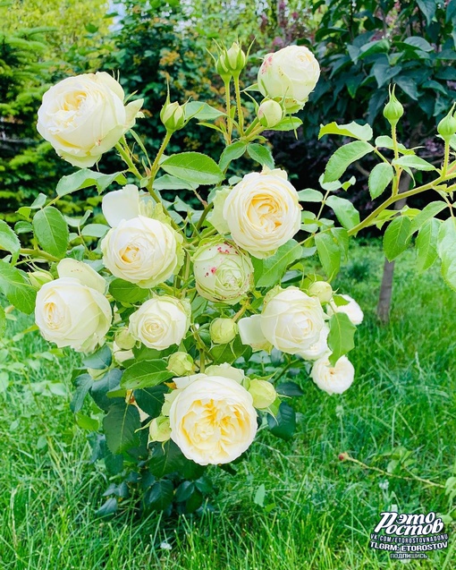 🌺🌳 Парк "Солнечная волна" в Ленинаване. Невероятное место: множество беседок, китайская пагода, японский..