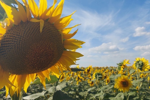 🌻 И еще подсолнухов вам в ленту...