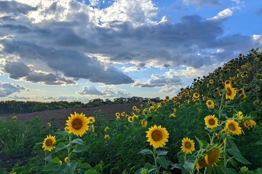 🌻Сезон цветения подсолнухов в самом разгаре 🌼  Фото: Елена..