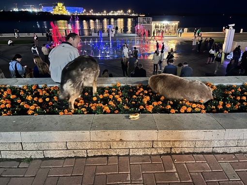 Даже собаки в центре кайфуют от атмосферы и любуются фонтаном ⛲️  ..