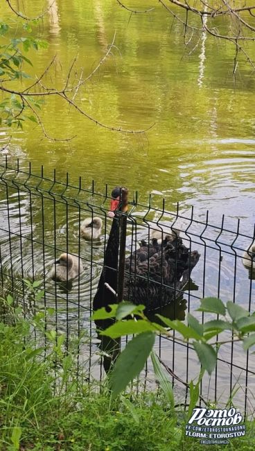 🦢 Семья лебедей в зоопарке учит своих птенцов клянчить хлеб..