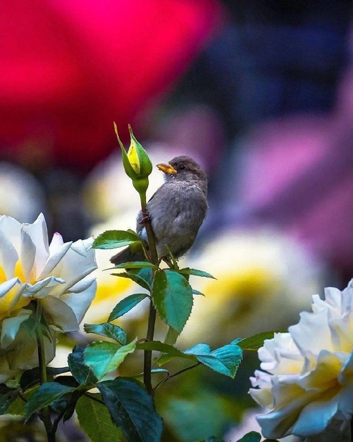 🌹Яркие летние кадры из Парка Горького.  Фото:..