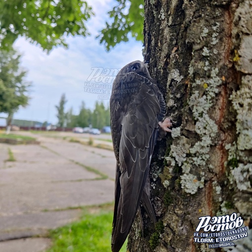 🕊⚠ В Ростове жара. Начался стрижепад. Они на землю не садятся, потому как не могут с нее взлететь. Если..