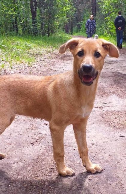 Отдадим в добрые руки отличного щенка 🐕 
Смелая, любопытная , ласковая девочка, около 4 месяцев,. 
Обработана..