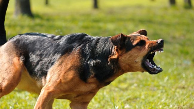 🐶 Очередная paбота мечты: В московскую кофейню ищут "трогателя щёк собак".  Тpeбования к работнику: глaдить и..