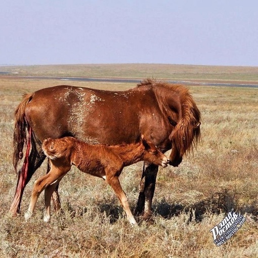 🐎 Донские мустанги в Ростовском..