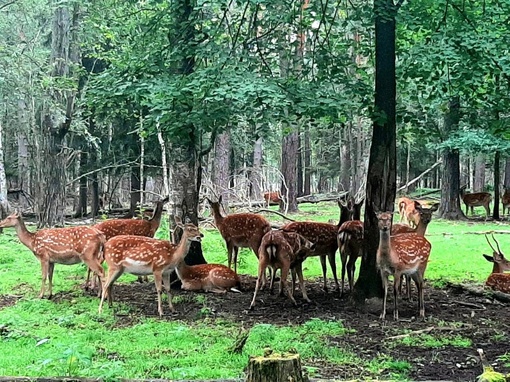 🦌 Сказочное место с волшебными обитателями прямо в нашей области!  📍 Экотропа «Копорье» в Городецком..