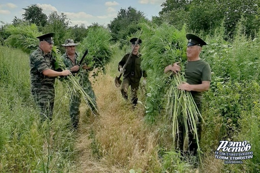 🌿 Донские казаки уничтожили 200 тысяч кустов дикорастущей конопли в Ростовской области. Общая масса..