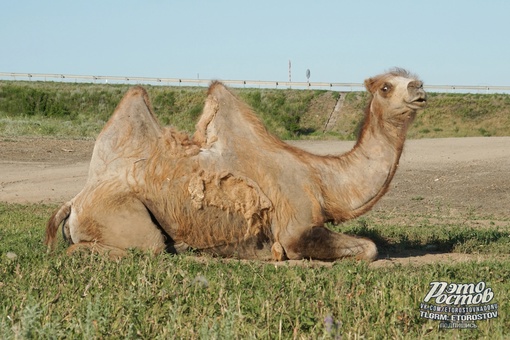 🐫 Единственные, кому сейчас не жарко. Верблюды в окрестностях Белой..