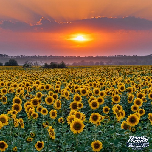 🌻До чего же..