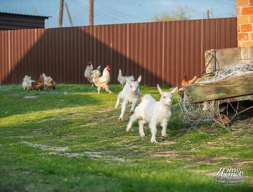 Слобода Дёгтево, Миллеровский район, Ростовская область😍🥰 Спокойствие и..