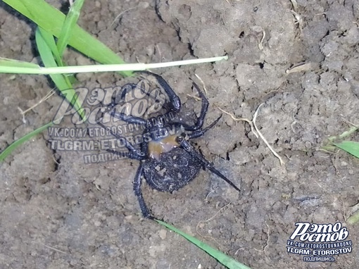 🕷 «Будьте внимательны, сейчас развелось много каракуртов, двоих сегодня на участке раздавили», -..