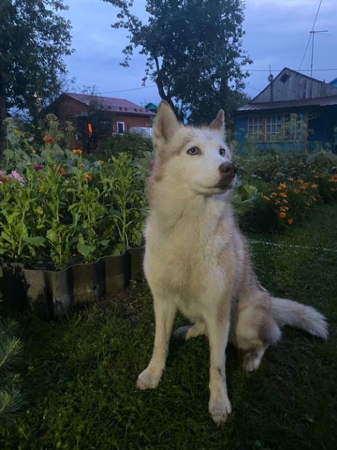 30.07.2023 прибилась собака территориально д. Сырохватово, СНТ Восход. 
Продолжительное время лежит у забора,..