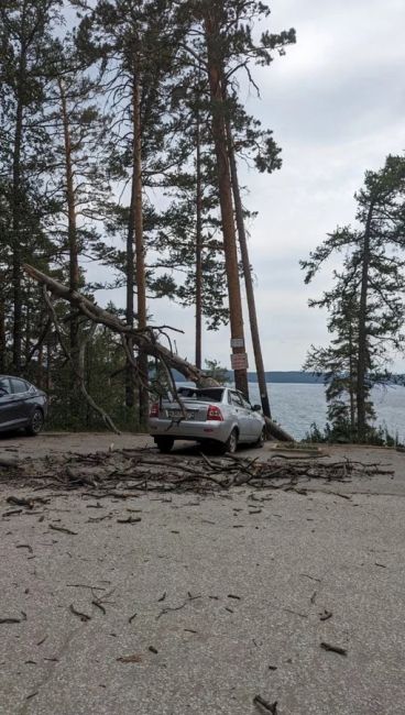 На берегу озера Тургояк упавшая сосна раздавала автомобиль. Люди не пострадали.  Фото: «Инцидент..