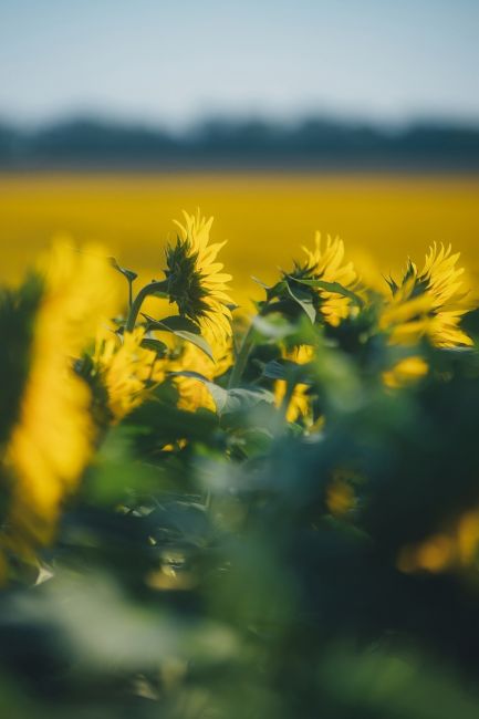 🌻 Цветение подсолнухов в самом разгаре 🌼  Фото: Артём..