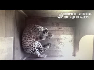 У пары леопардов из Сочинского нацпарка родился малыш  🐆Маленький хищник появился на свет у..