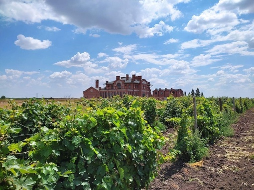 "Вина Арпачина" - донские винодельческие традиции в современном исполнении...🍇  Местоположение -Багаевский..