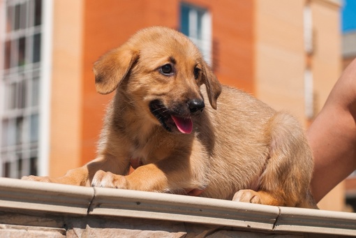 Золотая девочка в добрые руки 🐕 
Смелая, любопытная , ласковая , возраст около 4 месяцев,. 
Обработана и..